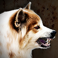 Animal health experts unite for World Rabies Day