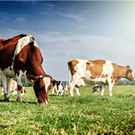 Lords back Ag Bill animal welfare amendment