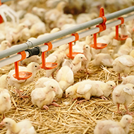 Slow-grown chickens experience higher levels of welfare - study