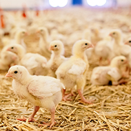 Technology to reduce number of chickens used in research
