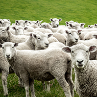 Novel technique to enable early identification of sheep scab