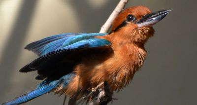 Global conservation efforts threatened by zoo funding crisis