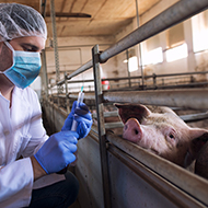 EU and UK farm antibiotic sales continue to fall