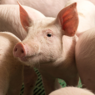 Submissions open for new 154k pig farming awards scheme