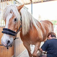 Updated recommendations on equine metabolic syndrome