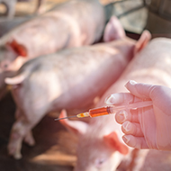 Pirbright partners on projects to develop PRRS vaccines