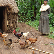 Study reveals key markers for chicken health and productivity