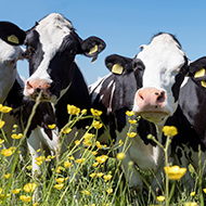 New research project aims to use AI to identify sick livestock