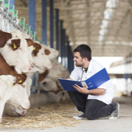 Two new RCVS Working Parties to assess vet tech role and sustainability