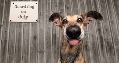 Mars Comedy Pet Photographer of the year revealed