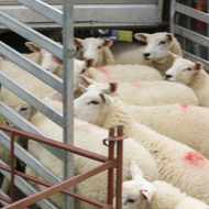 VDS reminder to vets involved in exports and imports