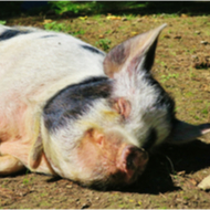 RSPCA calls for animal sentience to be recognised in UK law