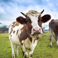 BVA welcomes Government's new agricultural transition plan