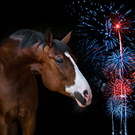 Blue Cross survey reveals concerns about impact of fireworks on horses