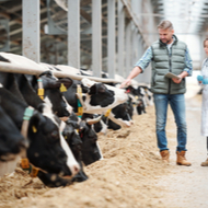 New Johne's disease test developed