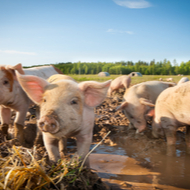 NOAH welcomes future farming plan