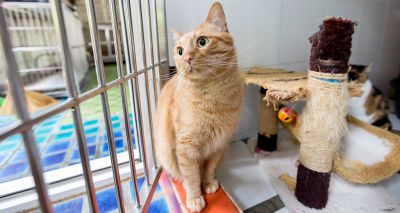 Rise in people looking to give up unwanted animals