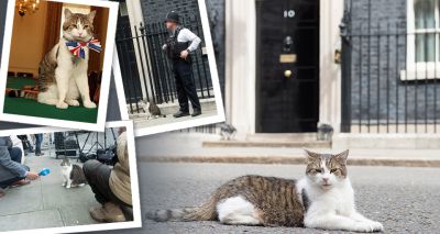 Larry the Downing Street cat celebrates ten years at Number 10