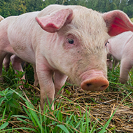 UK pig farm carbon footprint shows significant decline
