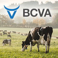 BCVA launches foundation programme for new farm vets