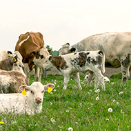 In-depth cattle population study could help to reduce emissions