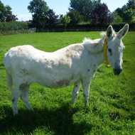 Teamwork key to tackling equine obesity, experts conclude