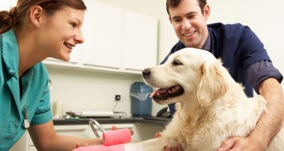 Skills for Jobs white paper shines light on vocational routes to vet nursing