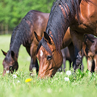 Webinar to focus on equine worm control