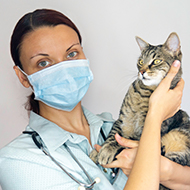 RCVS issues COVID-19 recovery guidance