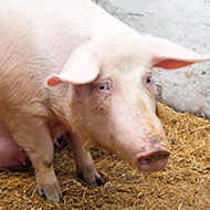 Vets call for urgent action on animal sentience