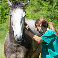 Vets sought for equine grass sickness project