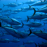 Mars Petcare making progress towards fish sourcing goal 