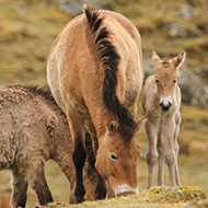 Highland Wildlife Park celebrates birth of endangered Przewalski's horse foals