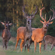 Study to explore threat of fatal disease in deer