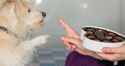 Majority of vets saw cases of chocolate poisoning during Easter 2019