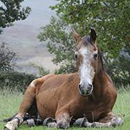 Survey seeks to better understand Equine Cushing's Disease