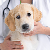 Medivet reportedly going to auction for &pound1bn