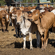 Study reveals insights into lumpy skin disease