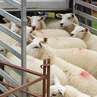 EFSA calls for views on the welfare of animals during transport in the EU