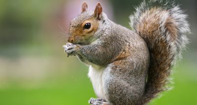 Squirrels' larger brains allowed them to thrive in woodlands - study finds