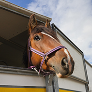 Changes to British horse exports following new EU law