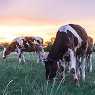 Vets urged to use online testing service