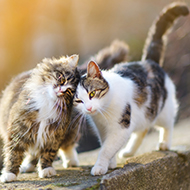 Cat behaviour conference details announced