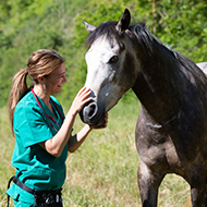 Equine News