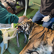 Vets save tiger's eye in first operation of its kind