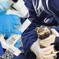 Humboldt penguin undergoes sight-saving surgery at Chester Zoo