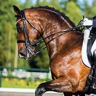 British Equestrian lifts EHV-1 quarantine restrictions