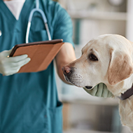 RCVS announces changes to Practice Standards Scheme