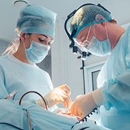RCVS to adopt future legislation recommendations
