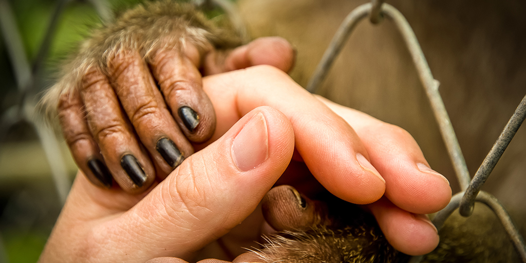 Welsh government to back primate pet ban